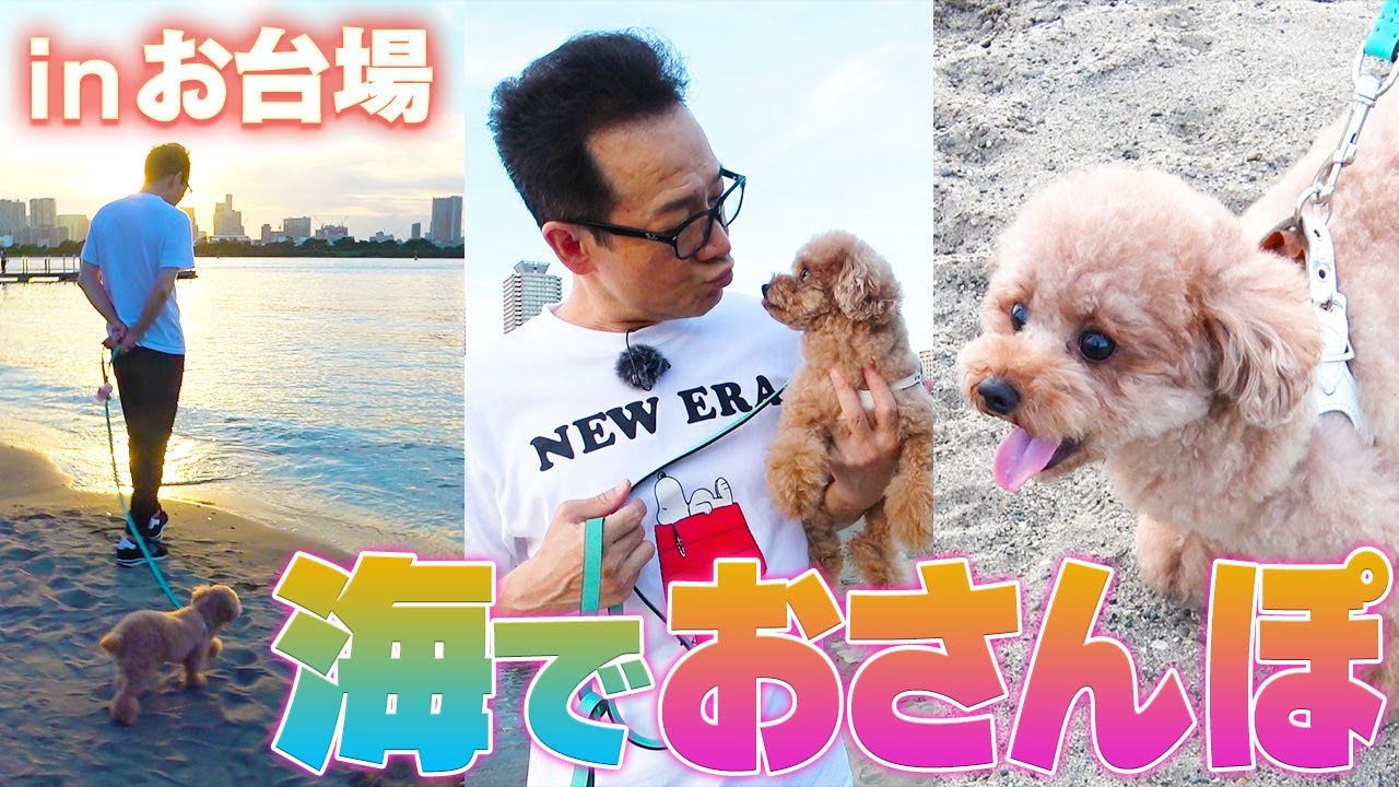 【トシ散歩】海でお散歩したら愛犬バレン、歩かなくなる