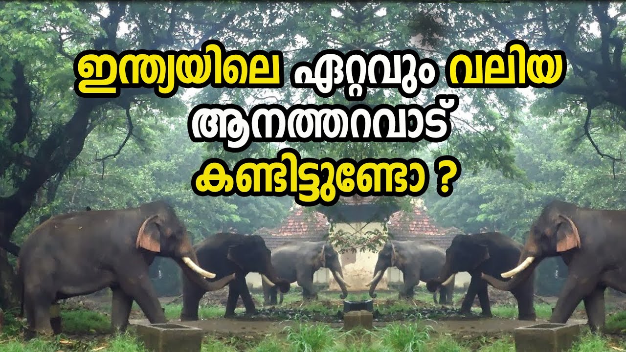 കേരളത്തിലെ ഏറ്റവും വലിയ ആന തറവാട് ll GURUVAYOOR ANAKOTTA ( Punnathur Kotta) ll Kerala Elephants