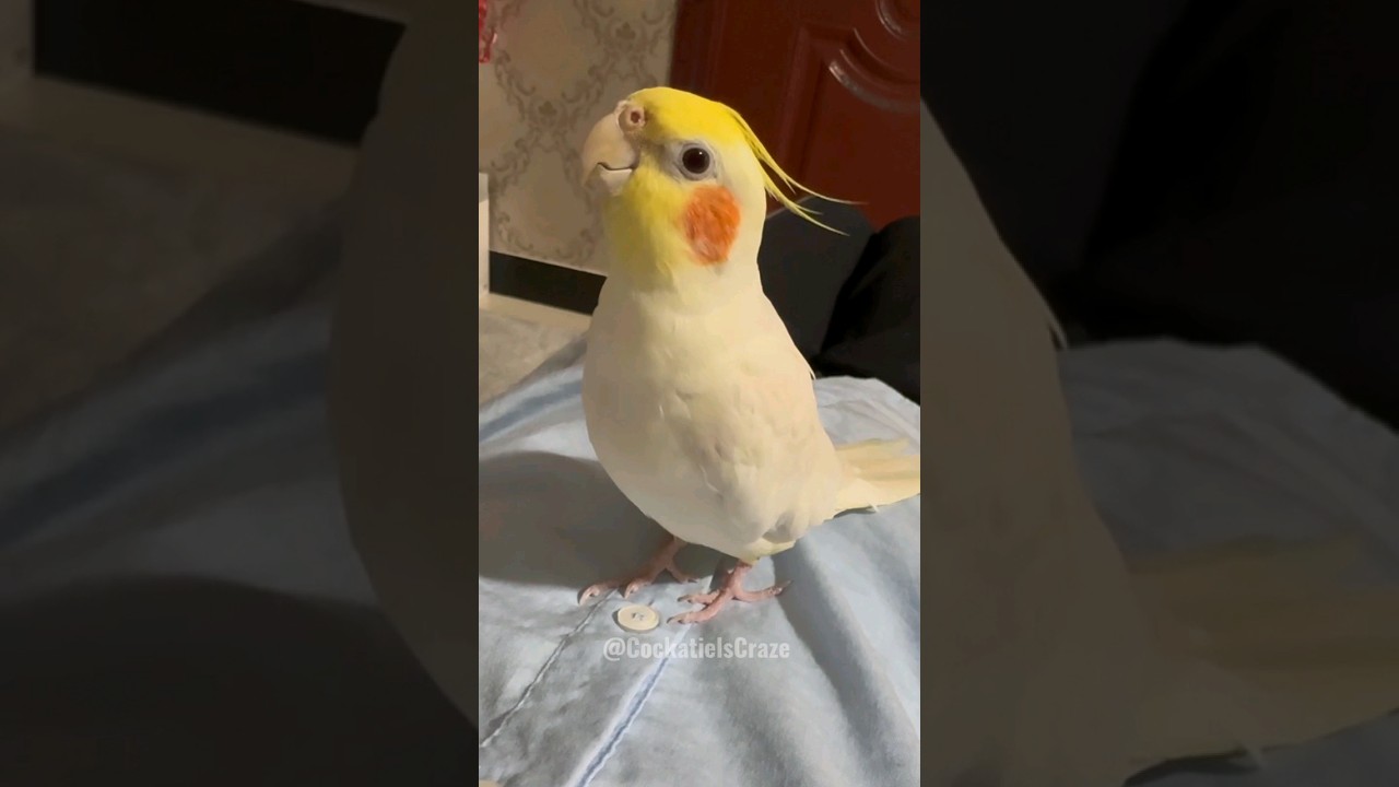 Jerry the Cockatiel Charms with Cookie Song | Adorable Bird Sings 😄 #cockatielscraze