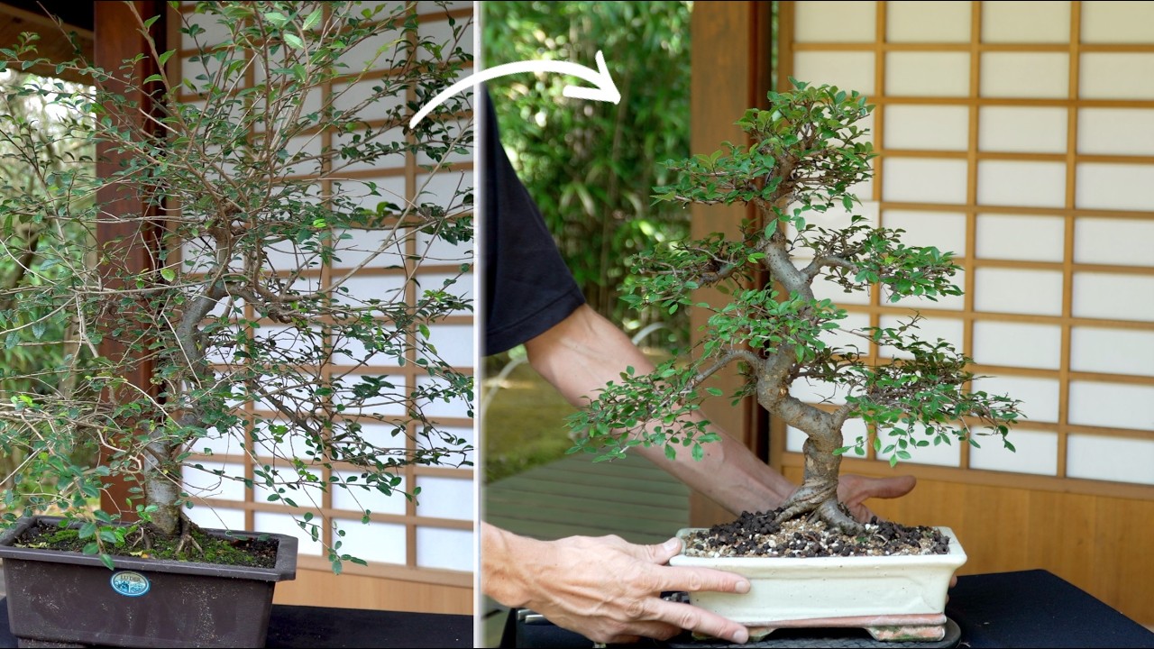 Chinese Elm Bonsai maintenance