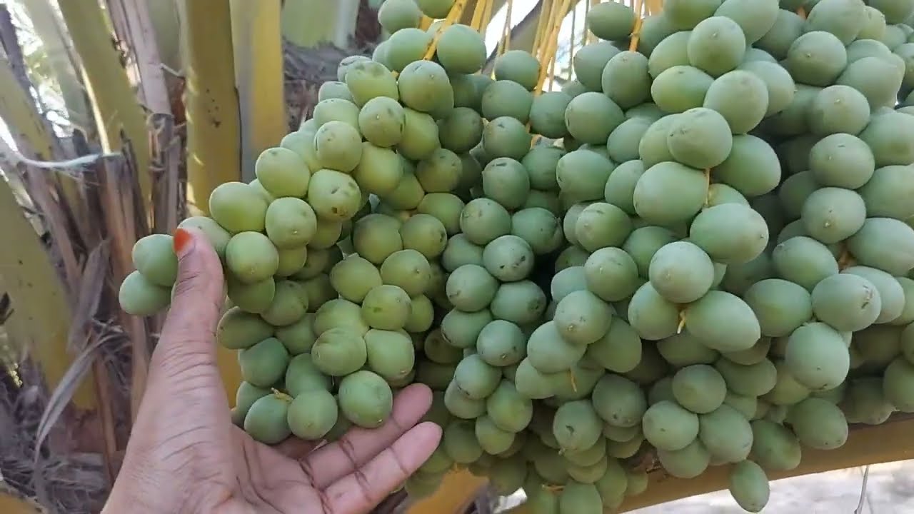 Tissue Culture Barhi date palm 2023