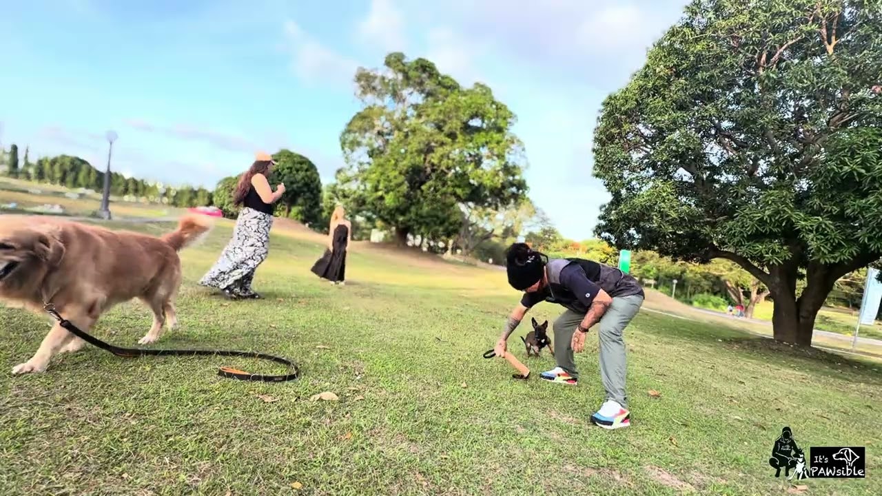 New pups * disclaimer: no copyright infringement intended, i do not own the music in this video.
