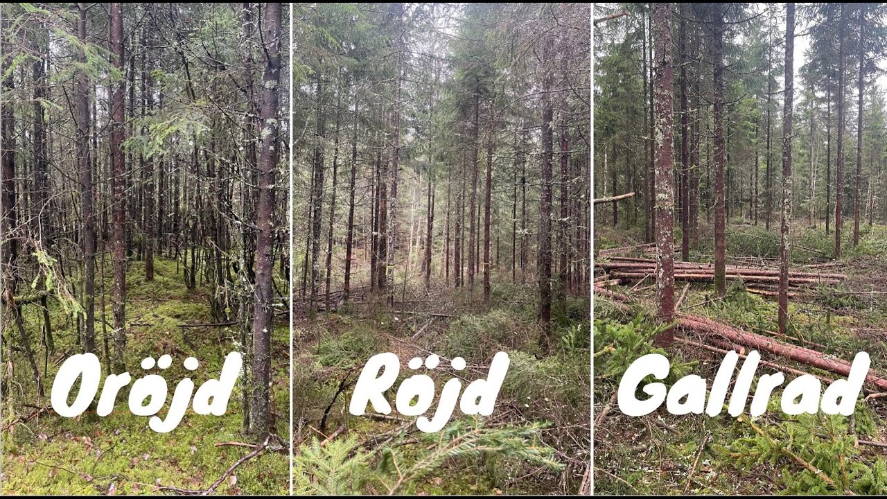 Från hemsk oröjd skog till superfin gallring!