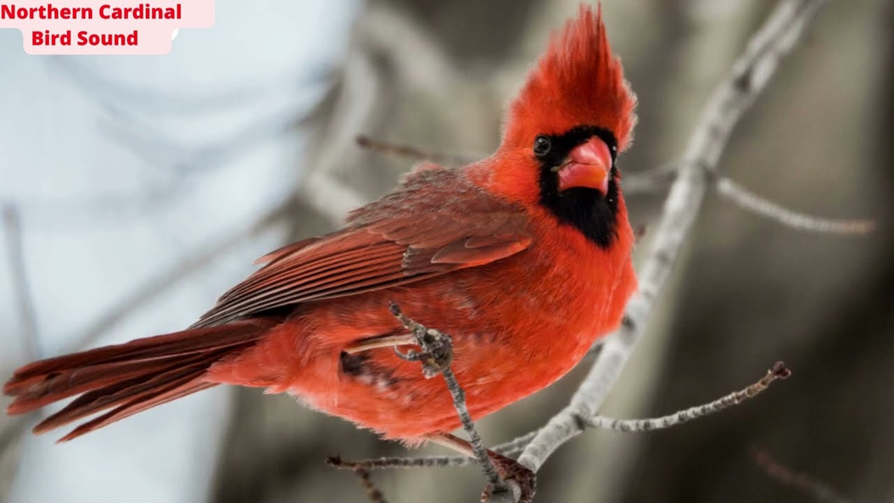 🐦 Northern Cardinal Bird singing Sound 💞🐦💞 beautiful singing🐦