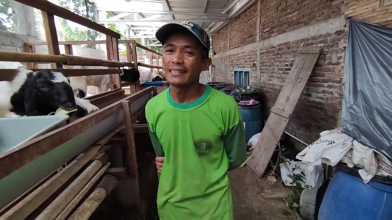 Sukses Breeding domba 90 ekor dengan pakan silase