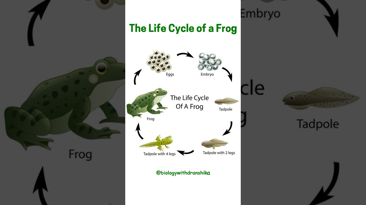 The Life Cycle of a Frog: From Egg to Adult