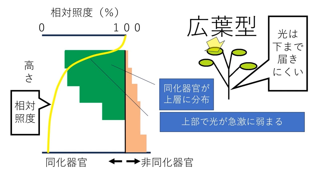 生産構造図・層別刈取法　高校生物