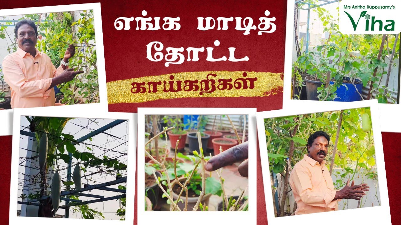 எங்க மாடித் தோட்ட காய்கறிகள் ❤️ | My Terrace Garden Vlog | Pushpavanam Kuppusamy Mottaimaadi Thottam