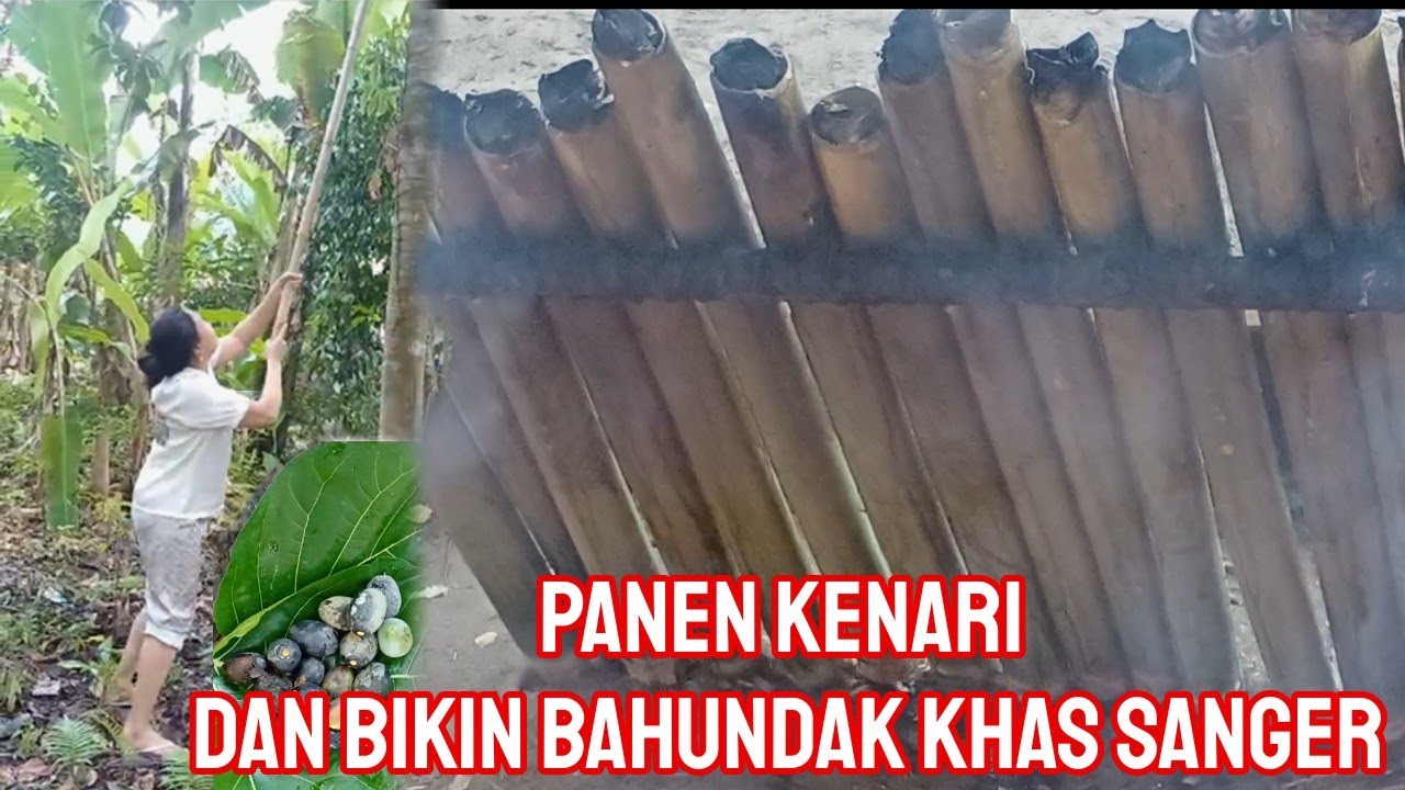 PANEN KENARI MASIH PAKAI PIYAMA DAN BIKIN BAHUNDAK DI SANGER #nusautara #tahuna