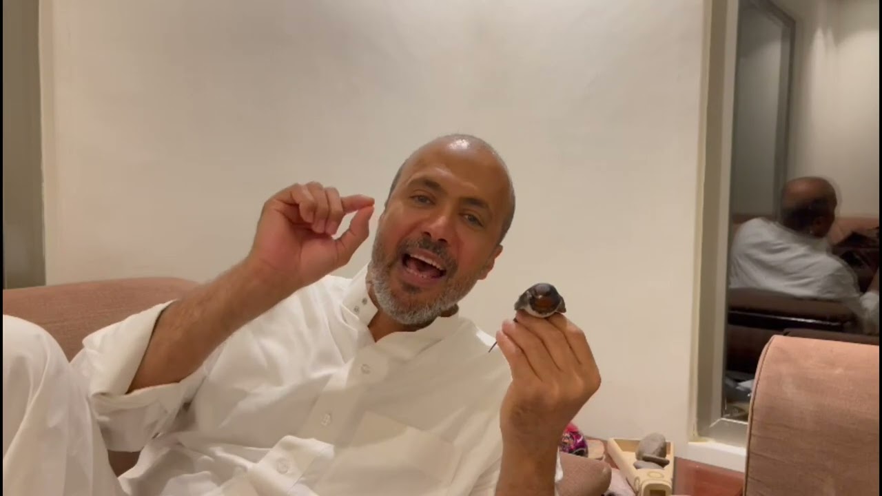 السنونو أمهر السبَّاحين في السماء .