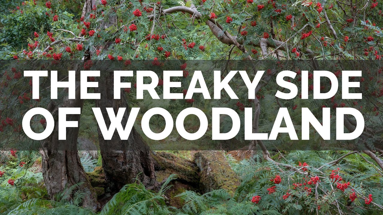 Weird & Wonderful in Woodland Photography