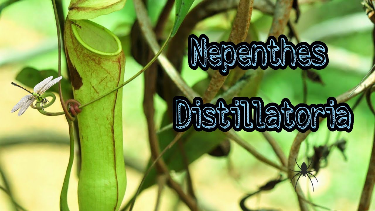 Nepenthes distillatoria-Carnivorous Plants/ tropical pitcher plant endemic to Sri Lanka.