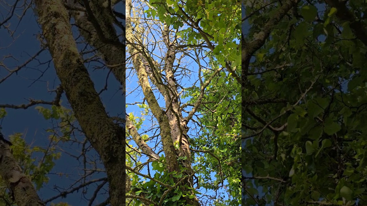 Dutch Elm Disease #forest #trees #disease #explore #adventure #permaculturegarden #knowledge