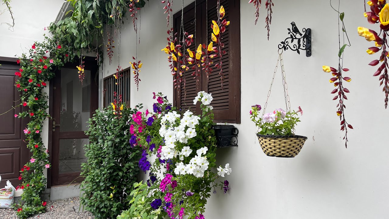 VOCÊ NUNCA VIU NADA IGUAL A TREPADEIRA QUE ENCANTA TODOS OS JARDINS