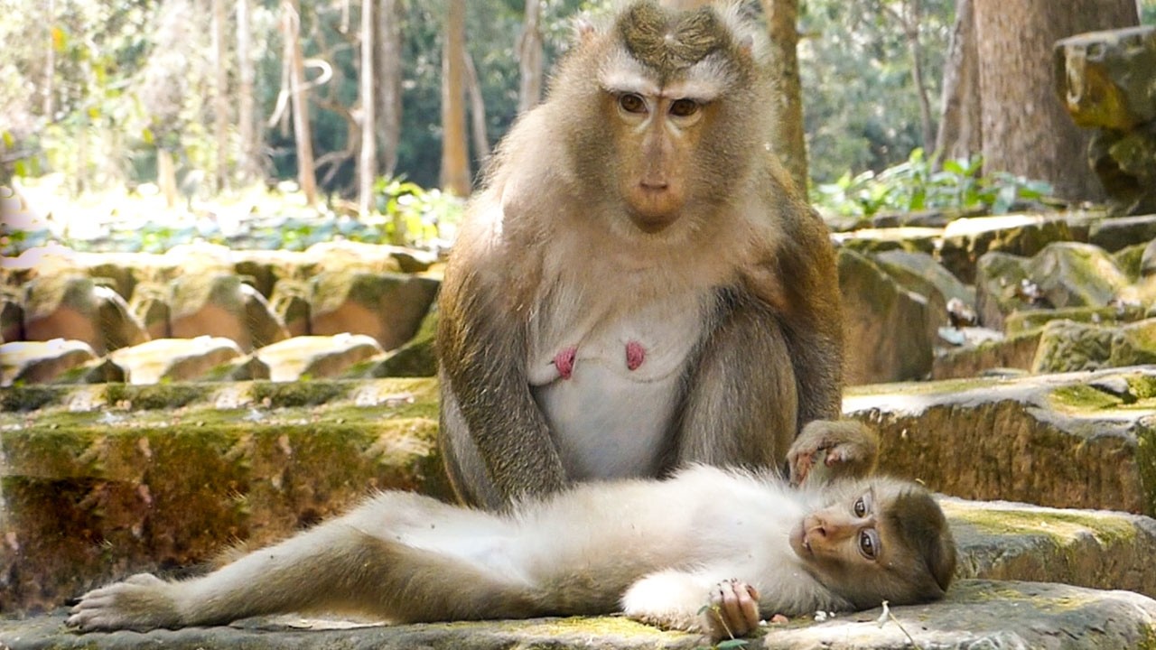 Peaceful calm living |Mom monkey Libby still takes care Lily while her delivery will be soon
