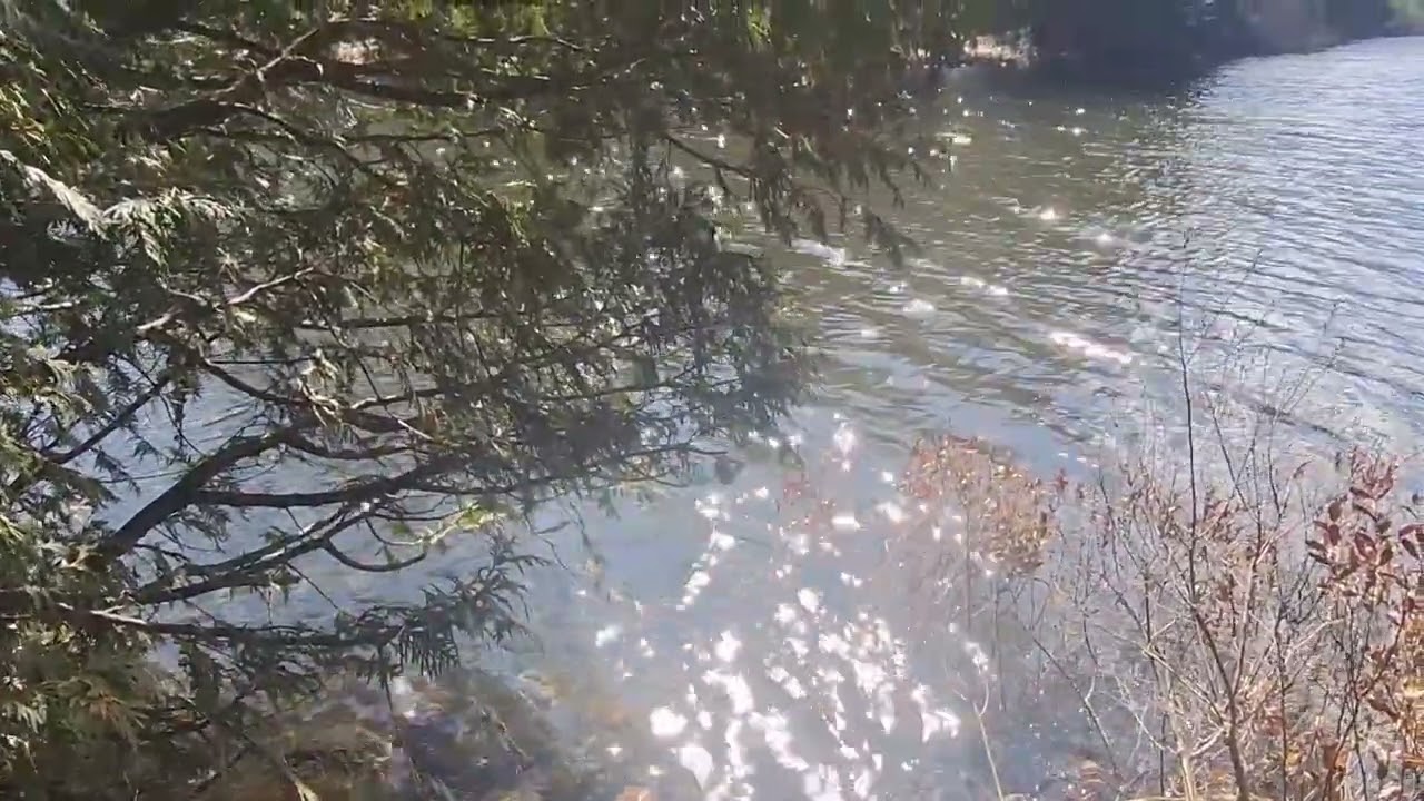 Nature sounds 🪷🍃🍁 (River, birds, crunching leaves ) 