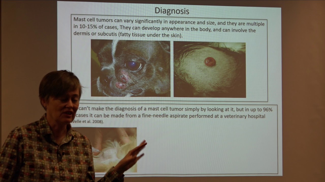Morris Animal Foundation Presents Lecture on Mast Cell Tumors in Dogs