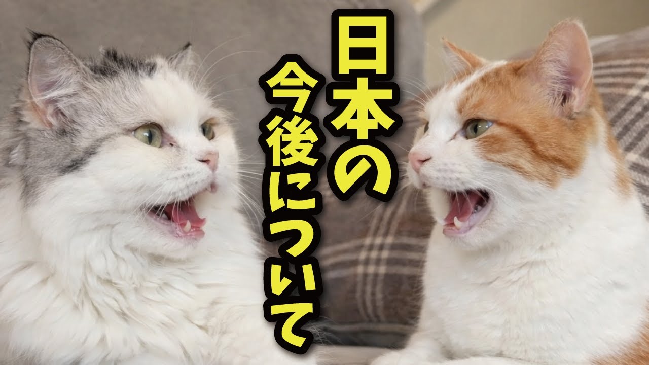 猫たちが戦争や日本の今後について真剣に話していました