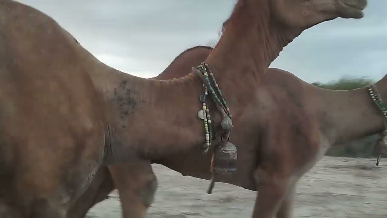 Two Camel baby fighting😱🐪 #camel #camelvideo #desert #camelbaby #camelfight #shortsvideo #shorts