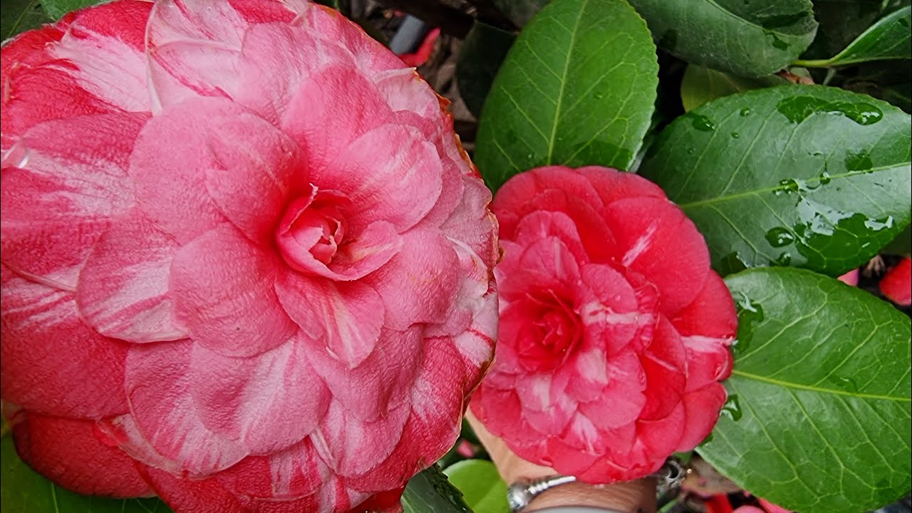 Камелія японська🌸поради по вирощуванню/Camellia japonica🌸Principessa Baciocchi