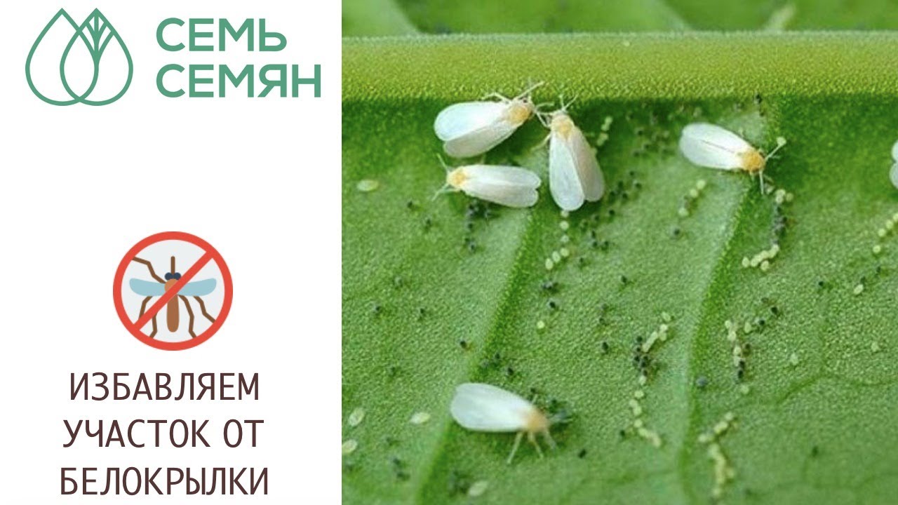 КАК БОРОТЬСЯ С БЕЛОКРЫЛКОЙ! ДЕЙСТВЕННЫЕ МЕТОДЫ!