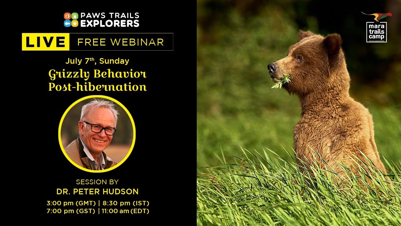 Grizzly Behavior Post-hibernation by Dr. Peter Hudson