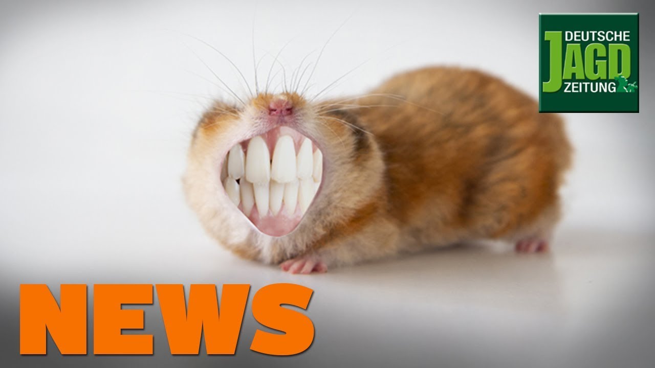 Unfall bei Maisjagd, Waffe explodiert, Hamster entpuppt sich als Wildschwein - DJZ-News 37/2019