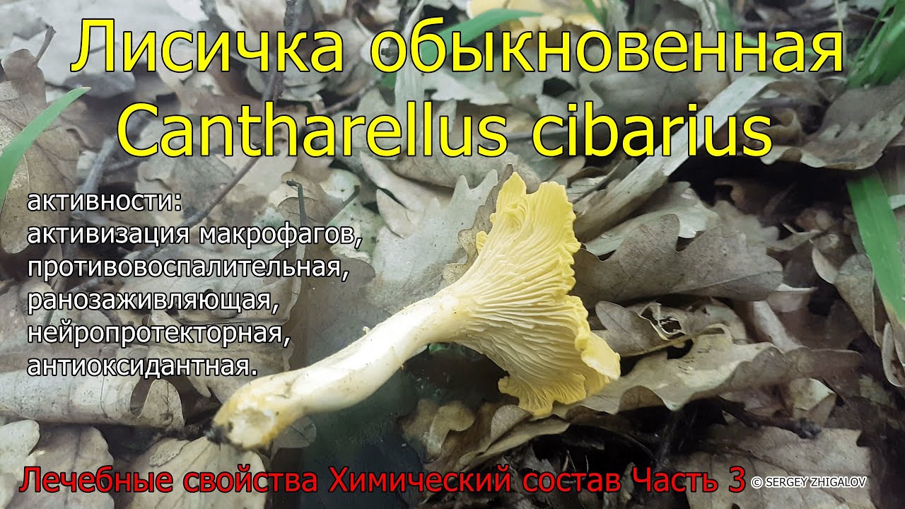 Лисичка обыкновенная Cantharellus cibarius Лечебные свойства Химический состав Часть 3