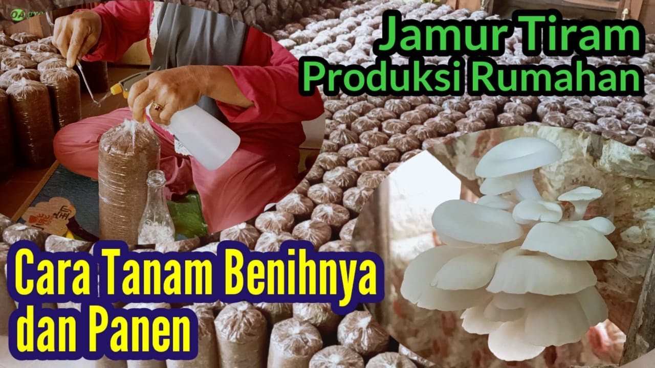 PROSES TANAM BENIH dan PANEN JAMUR TIRAM PRODUKSI RUMAHAN