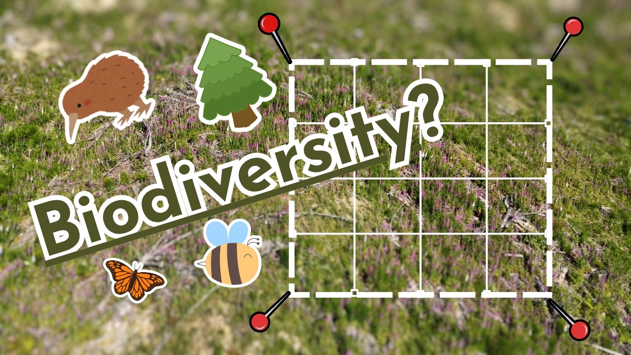 Measuring Biodiversity in Our NZ Native Forest Restoration – Early Plot Setup