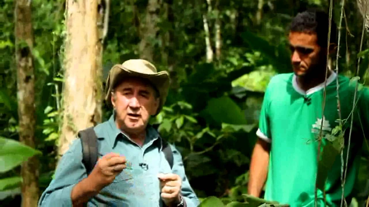 Ervas e Plantas | S&atilde;o Jo&atilde;o da Baliza - RR