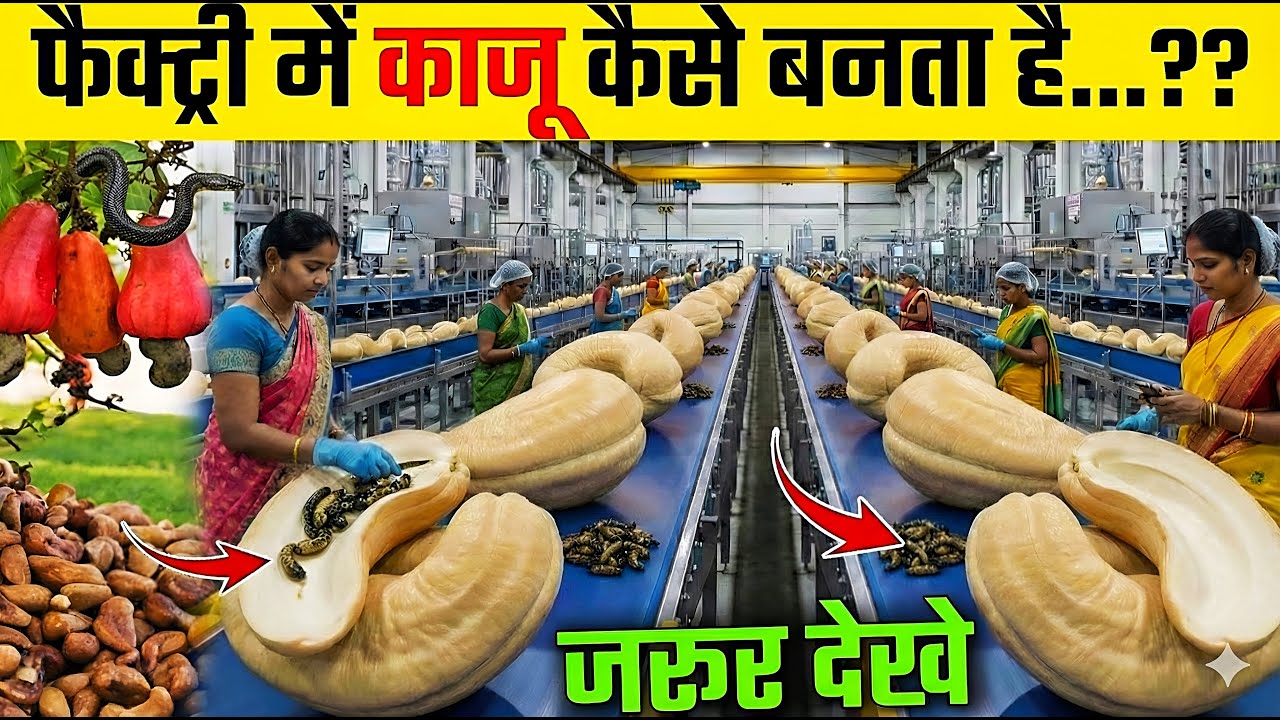 फैक्ट्री में काजू कैसे बनता है ? | Kaju Kaise Banta Hai | How Cashew Nuts Are Made