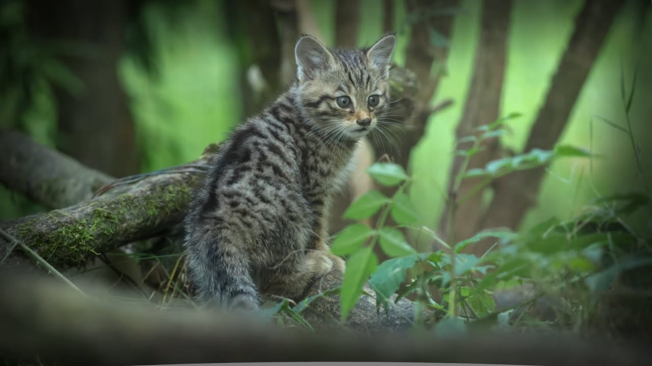 Le chat sylvestre - The europan cat (Lumigny Safari Reserve)