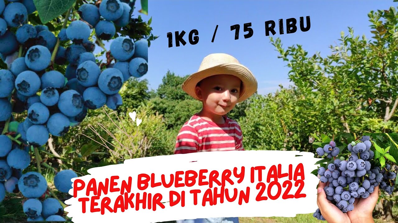 Panen Blueberry Terakhir Tahun Ini