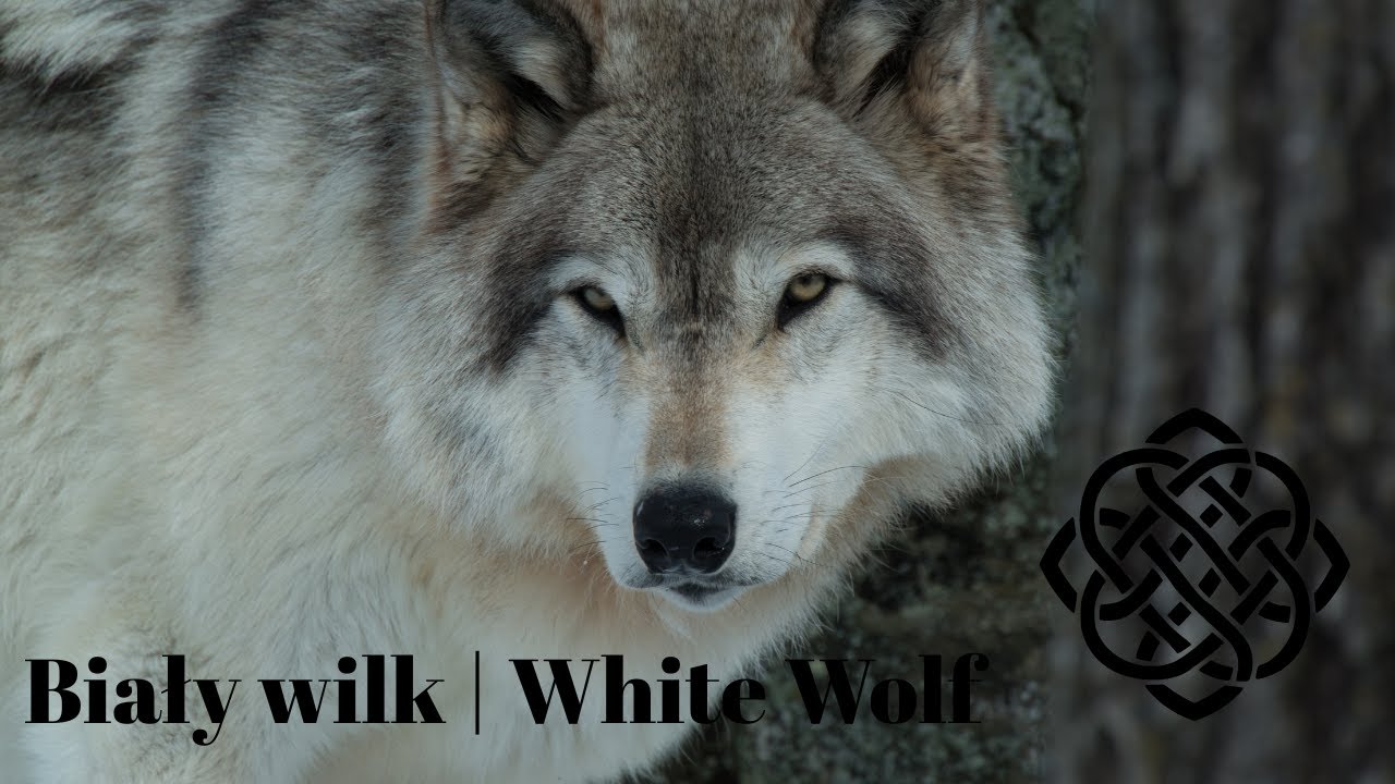Biały Wilk| White Wolf #vikings #music #WhiteWolf #EpicMusic#FantasyVibes #NewSong