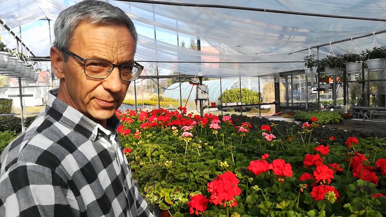 PELARGONIE na balkony, i tarasy. Jak uprawiać i dbać o pelargonie? Prezentuje Marek Ściążko.
