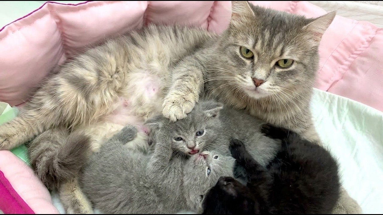 Котята дерутся за молоко и получают урок от мамы!