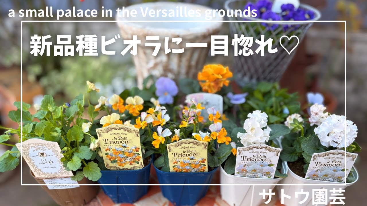 小さくて上品で洗練された可愛らしい世界💎ピヨ🐣ウェディングドレス♔サトウ園芸新品種