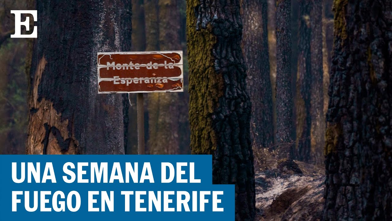 TENERIFE | El incendio cumple una semana y ha quemado ya 15.000 hectáreas | EL PAÍS
