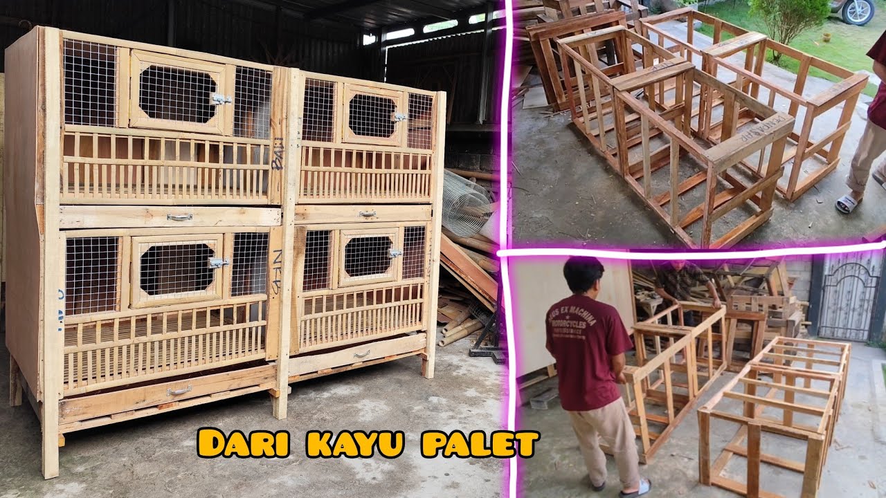 Membuat kandang pembesaran anak ayam 4 ruang dari kayu palet
