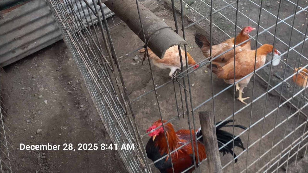 Welcome 2026..Happy backyard breeding guys