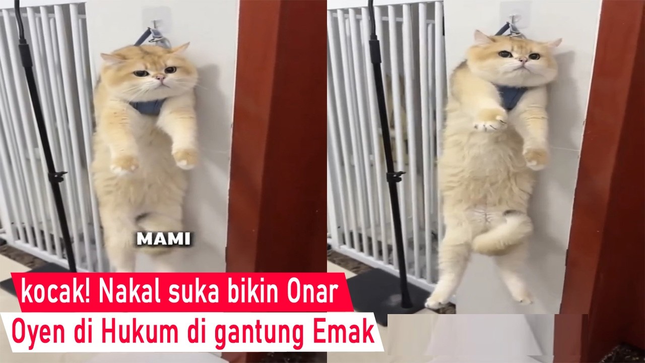 DiJamin Ketawa! suka pipis sembarangan kucing kena hukum sampai di gantung dalam keresek/Kompilasi