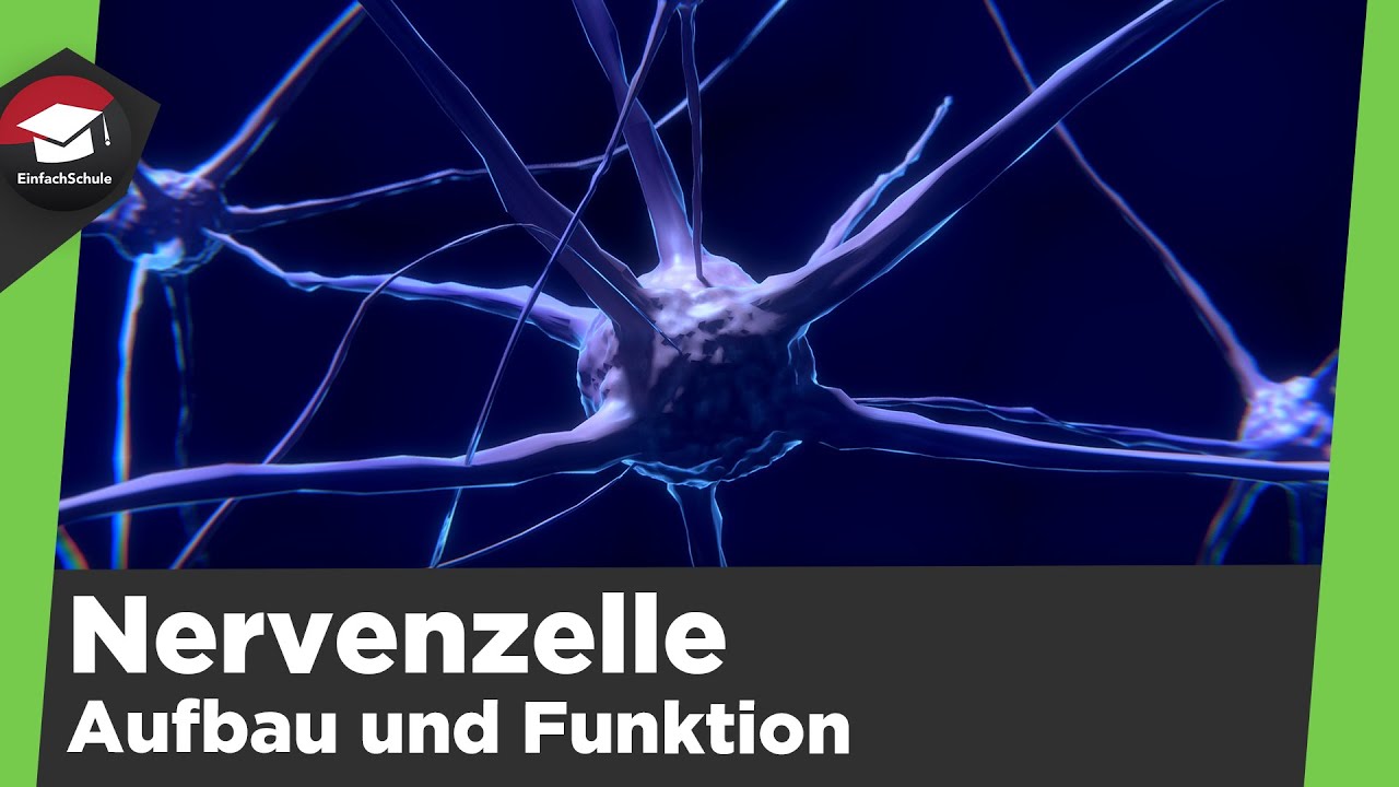 Aufbau und Funktion der Nervenzelle einfach erkl&auml;rt - Die Nervenzelle - Zusammenfassung Nervenzelle!