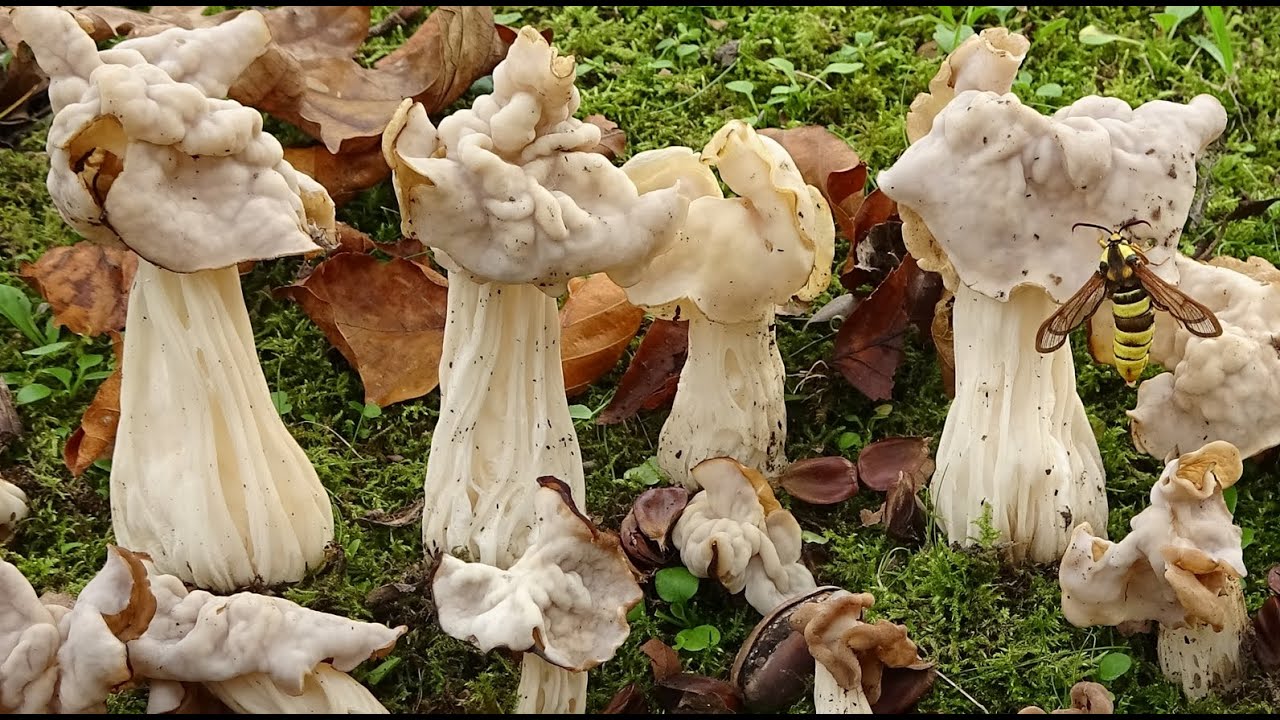 Oreja de gato blanca - Helvella crispa -  White Saddle