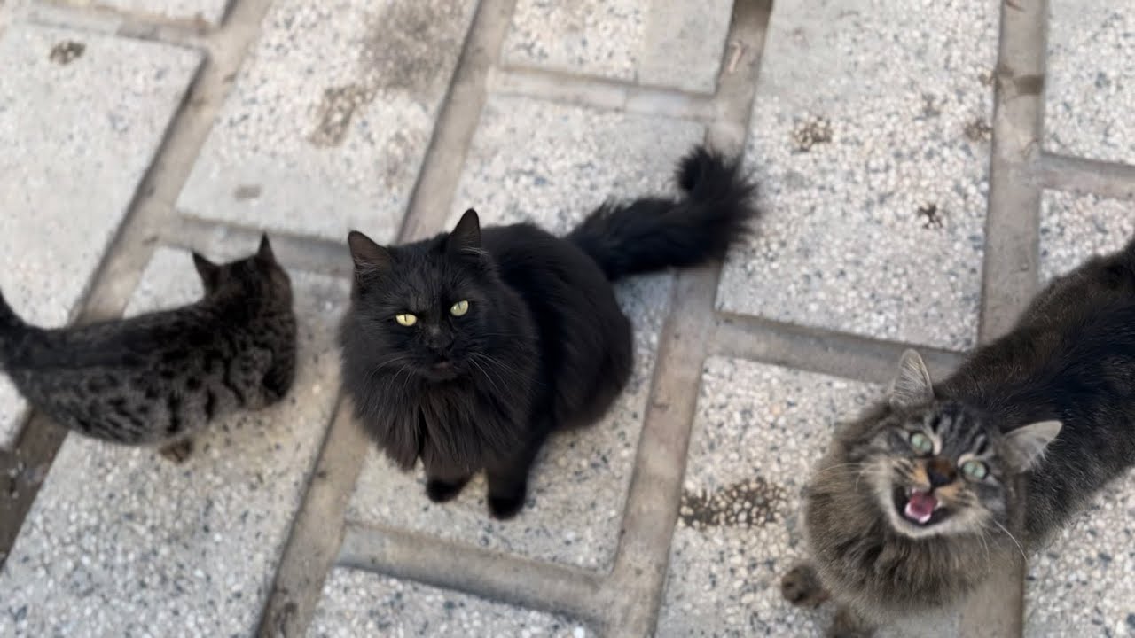 Feeding a Group of Hungry Stray Cats – Their Reaction Was Priceless! 