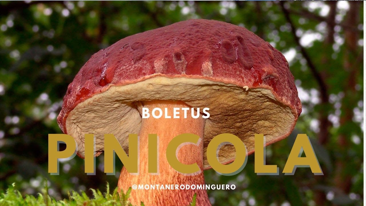 Boletus Pinicola llenos de gusanos y sorpresa de Perretxicos. Pobre balance primaveral.