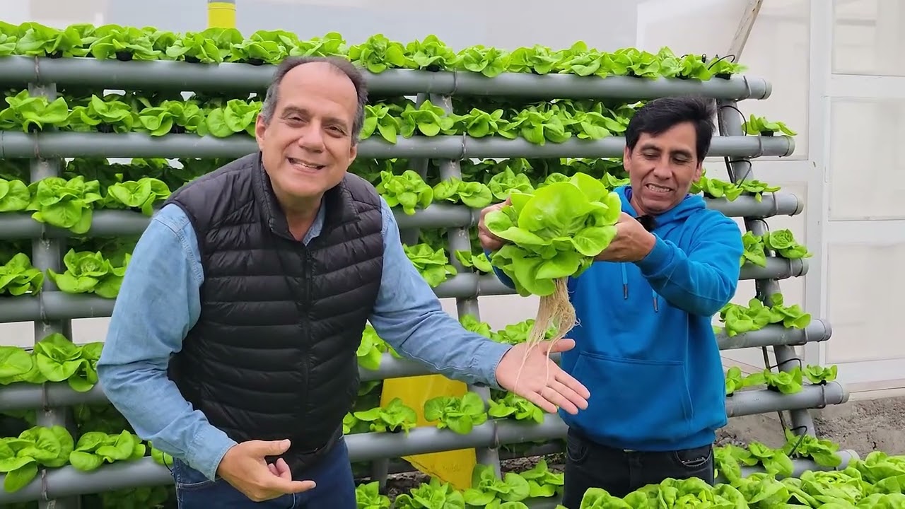 Muestro un cultivo comercial hidropónico de lechugas Landa