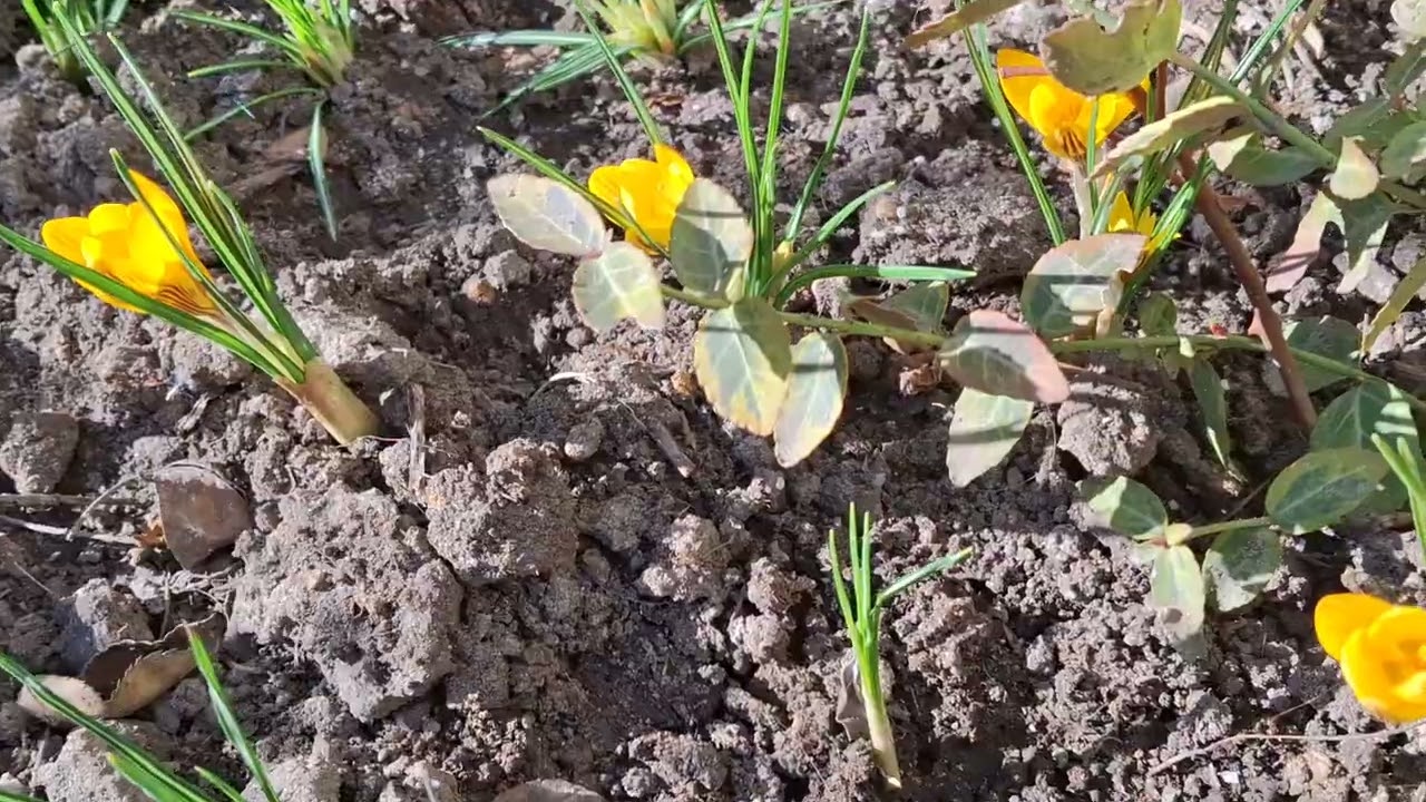 Сад усміхнувся первоцвітами, обізвався дзижчанням  бджіл, співом шпаків. ЦЕ - ВЕСНА!!!