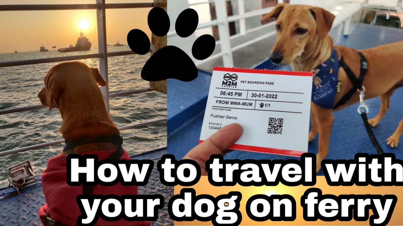 Our 1st Experience on M2M Ferry (Ro-Ro)| How to travel with your Dog in Ro Ro Ferry| Dog Travelling|