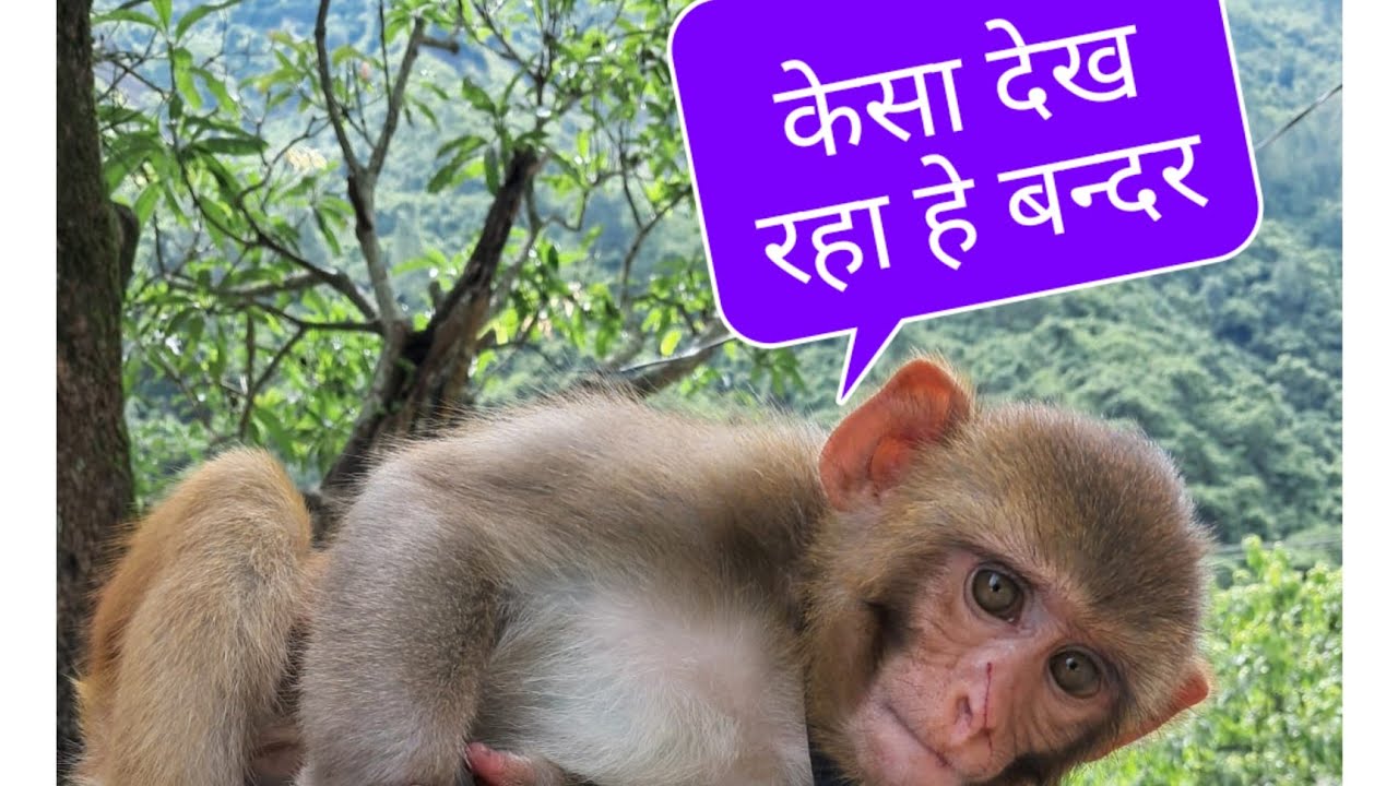 आज बदरो ने सब खेत खा दिये #देवभूमि #उत्तराखंड #चमोली🙏🙏🙏🙏🙏🙏